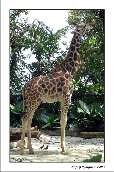 2005 - 06 - Zoo 043.JPG